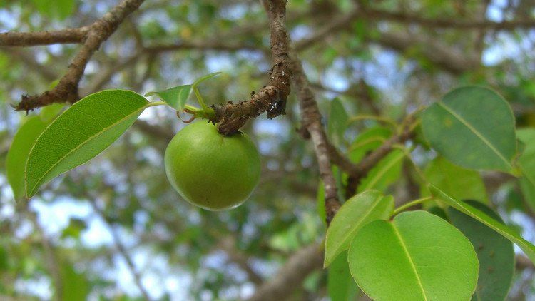 Así es el árbol de la muerte que crece en América Latina
