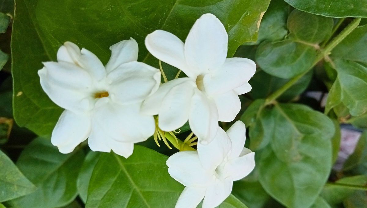 Las hojas del Jasminum sambac son simples, ovaladas y miden entre 4 y 12,5 cm de largo. Las hojas del Jasminum sambac son simples, ovaladas y miden entre 4 y 12,5 cm de largo.