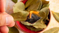 Feng Shui: qué significa escribir sobre una hoja de laurel y quemarla