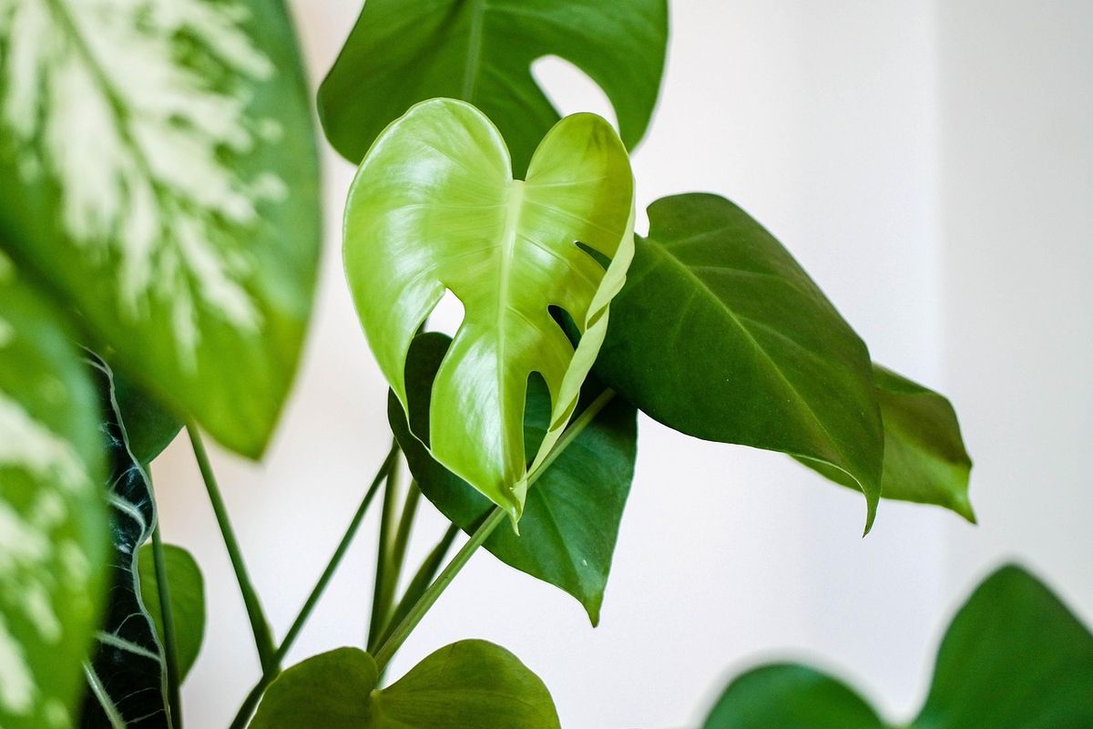 Esta planta se llama Epipremnum aureum, comúnmente conocida como potus. Imagen: Pixabay. Esta planta se llama Epipremnum aureum, comúnmente conocida como potus. Imagen: Pixabay.
