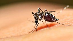 Confirmaron dos casos mortales de dengue en la Capital Federal