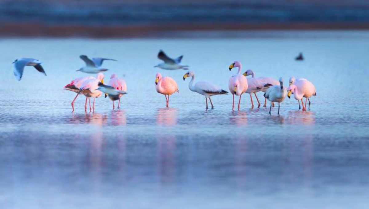 Esta laguna, junto con los Ba&ntilde;ados del R&iacute;o Dulce, re&uacute;ne el 66% de todas las especies de aves migratorias y playeras registradas en la Argentina.