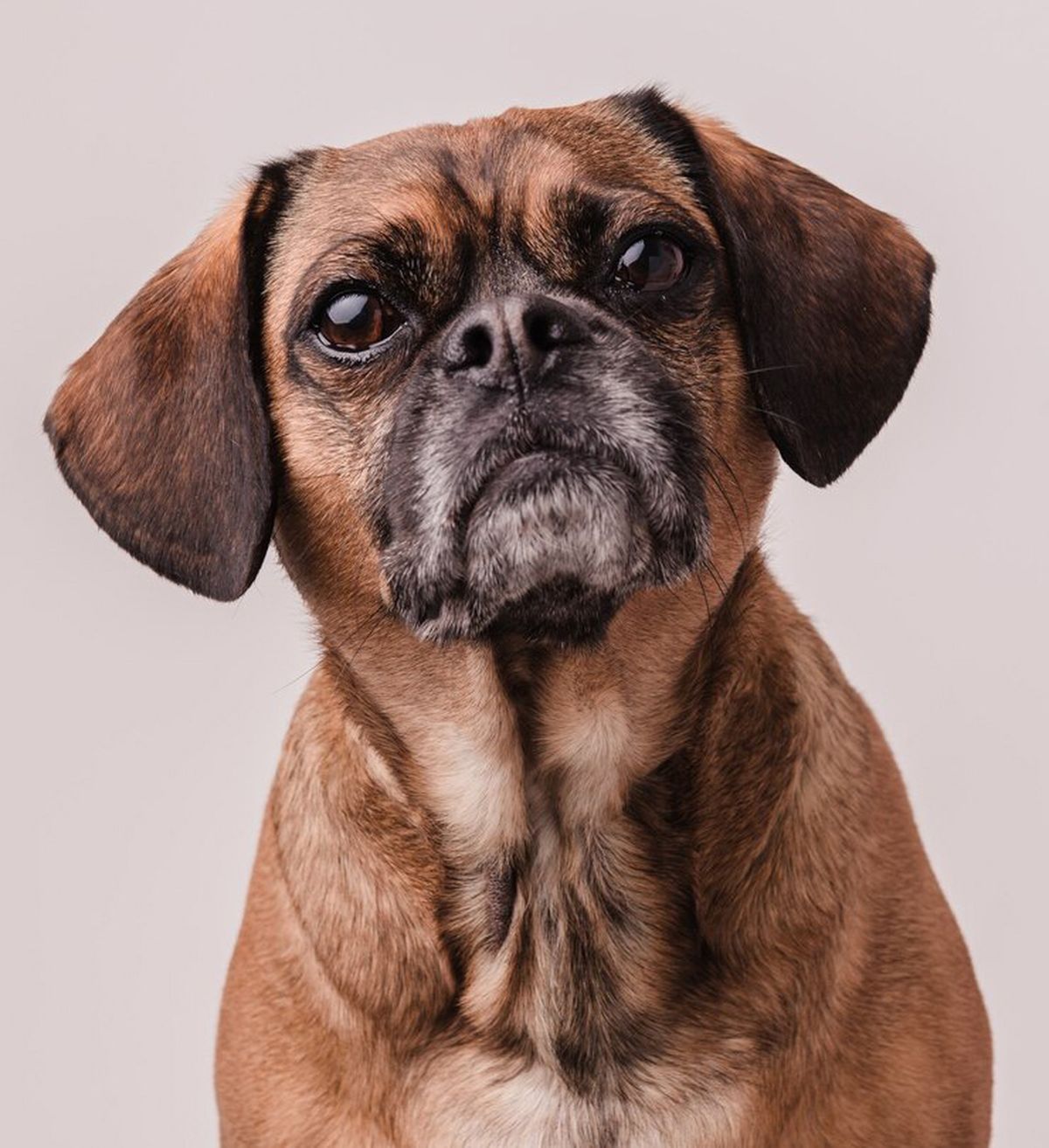 Existen varios trucos caseros para evitar que los perros tengan Existen varios trucos caseros para evitar que los perros tengan