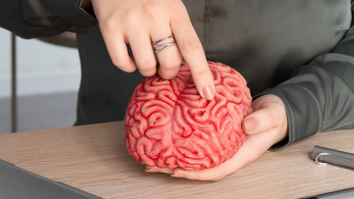 ¿Cuánto usamos realmente de nuestro cerebro según Harvard?