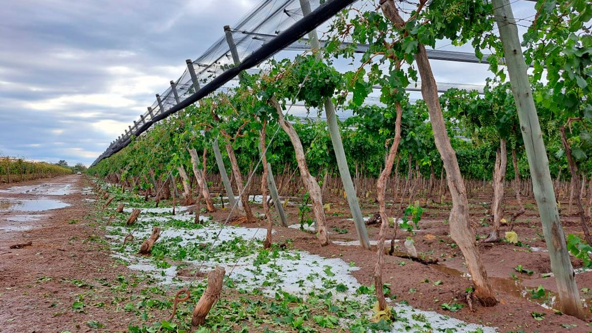 La tormenta de granizo de la semana pasada dejó grandes daños en cultivos de la zona Este