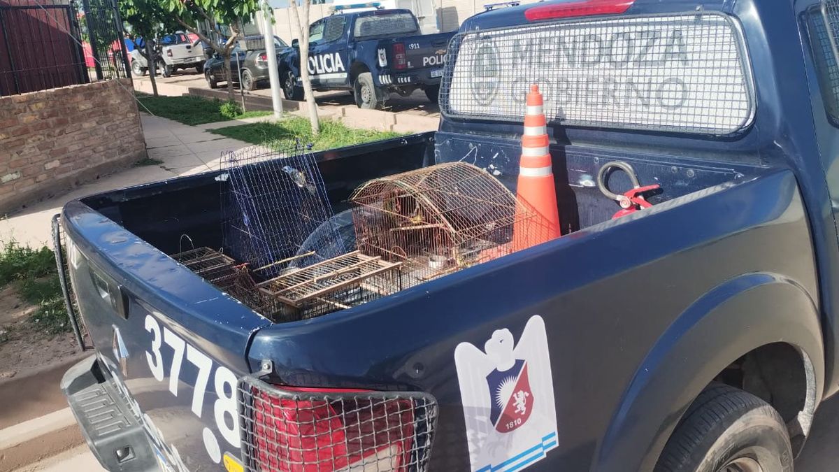 Además de los materiales robados en fincas, la Policía secuestró plantas de marihuana, motos robadas y pájaros. Además de los materiales robados en fincas, la Policía secuestró plantas de marihuana, motos robadas y pájaros.