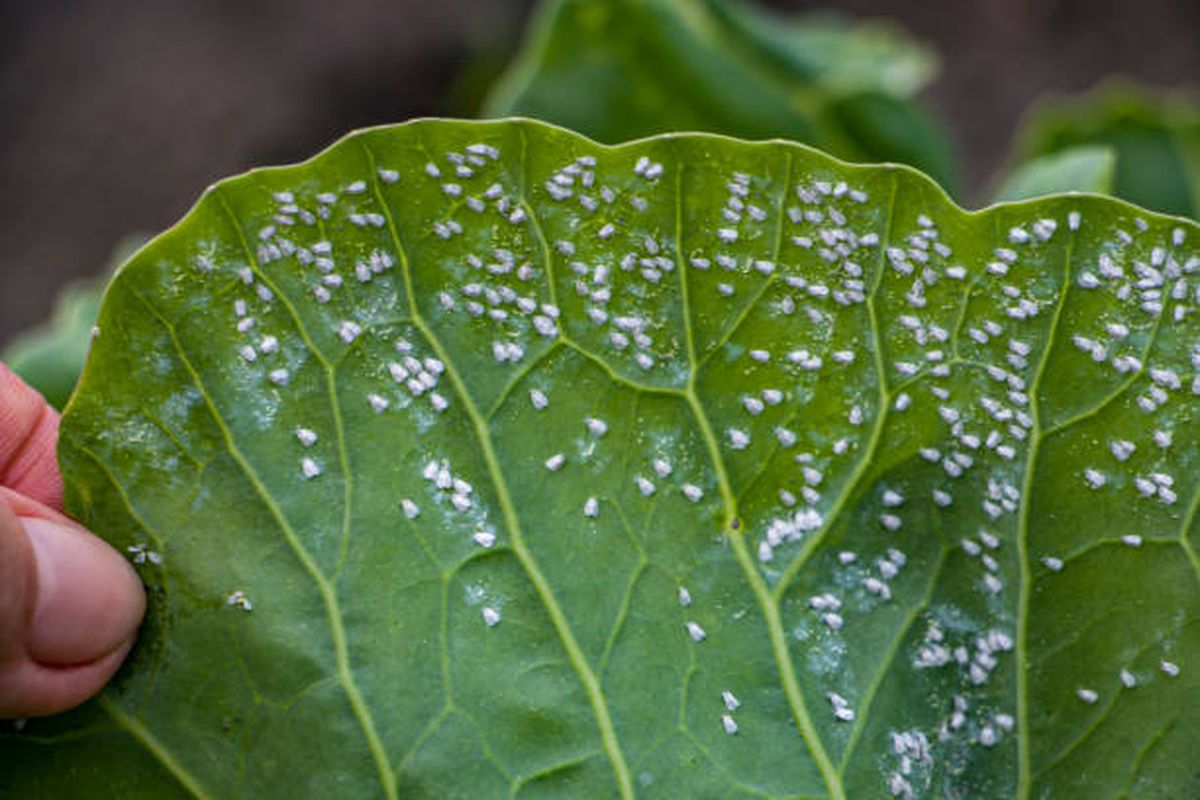 Descubrí cómo erradicar esta plaga del jardín. Descubrí cómo erradicar esta plaga del jardín.