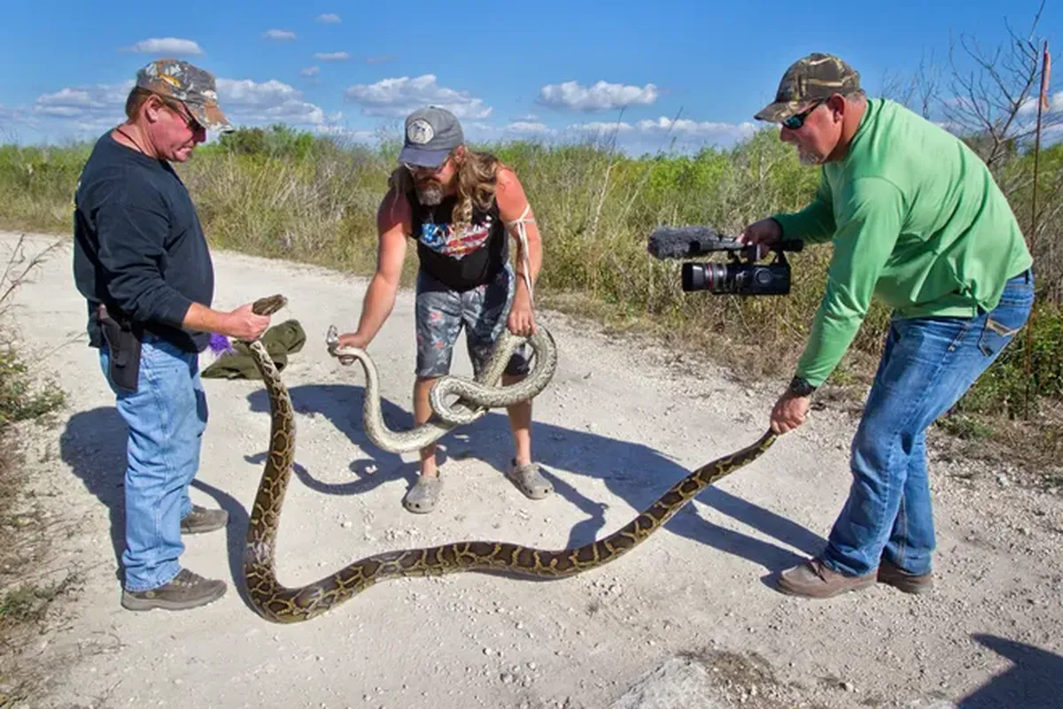Las pitones birmanas son una plaga que complica a las especies nativas en Florida. Las pitones birmanas son una plaga que complica a las especies nativas en Florida.