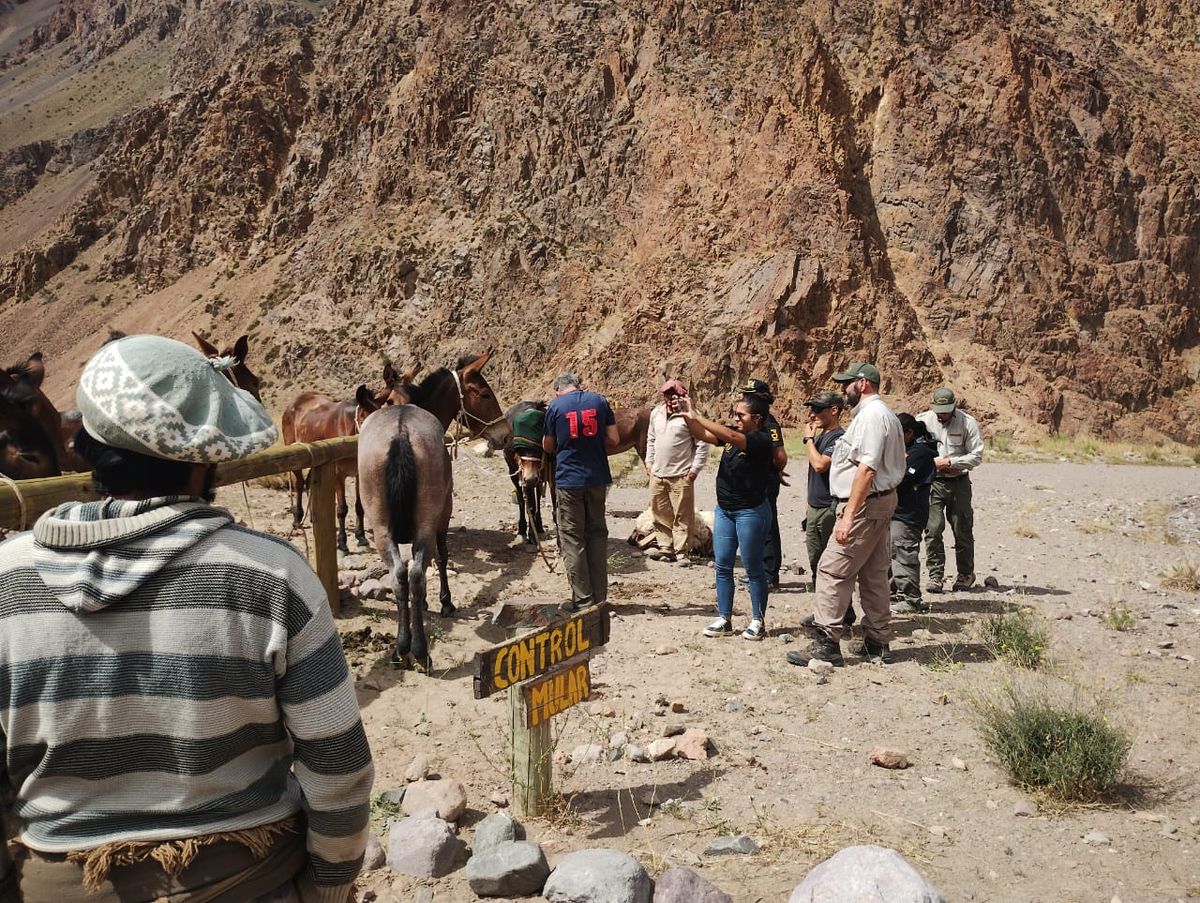 La Justicia investiga los casos de maltrato animal en el Aconcagua. El tema generó un fuerte conflicto entre Ambiente y el Colegio de Veterinarios.