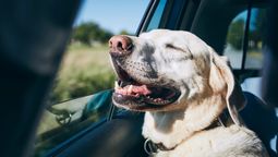 Día del animal: Turismo Pet Friendly, consejos para viajar con mascotas
