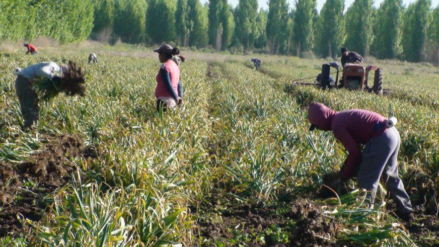 Cómo están resolviendo la mano de obra para la cosecha del ajo  