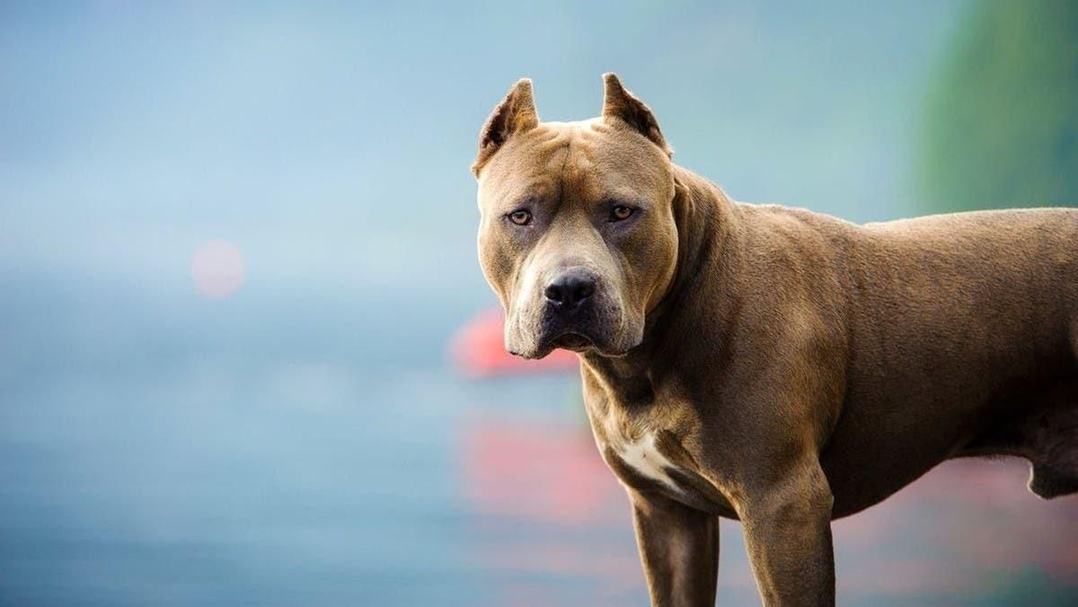 Una joven embarazada fue mordida por su pitbull y se encuentra internada