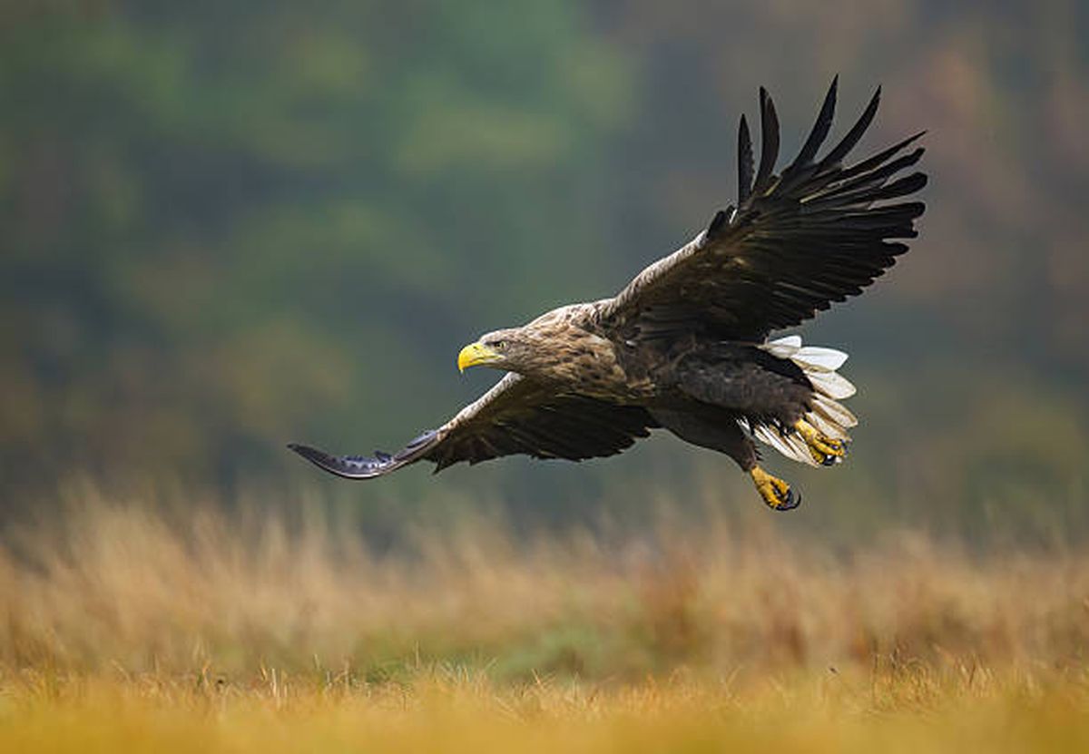 Pigargo europeo. Pigargo europeo.