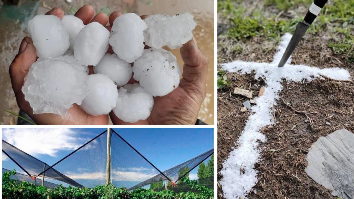Cruz de sal, tela, o aviones. El debate político por la lucha antigranizo. Cruz de sal, tela, o aviones. El debate político por la lucha antigranizo.
