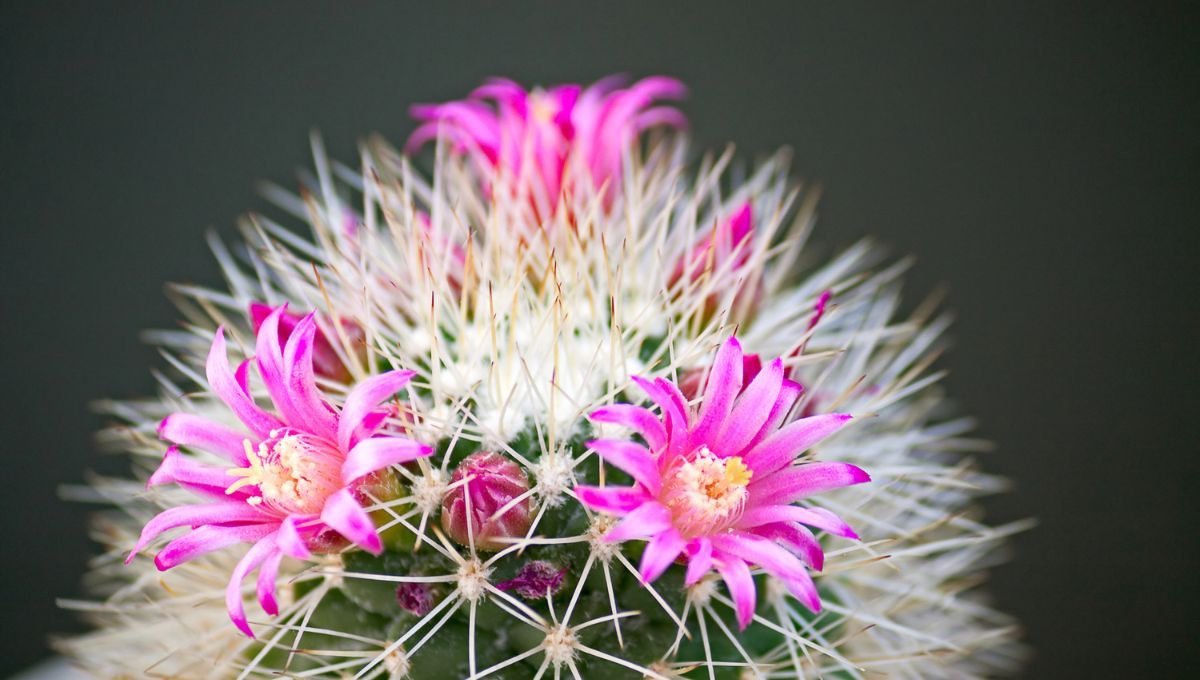 Las flores de los cactus siempre tienen mal olor. Las flores de los cactus siempre tienen mal olor. 