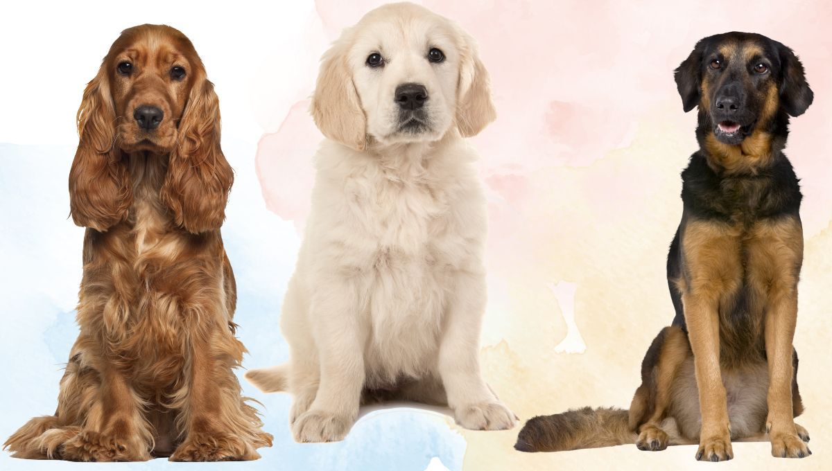 ¿Qué perro se parece más a vos según tu signo del zodíaco?