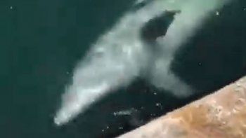 Los delfines aparecen por la ausencia de las embarcaciones por la cuarentena