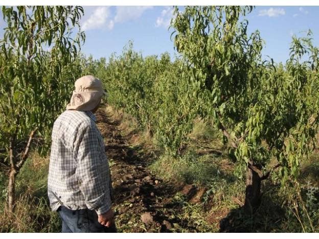 El Gobierno anunció el pago de la tercera cuota del Plan Poda