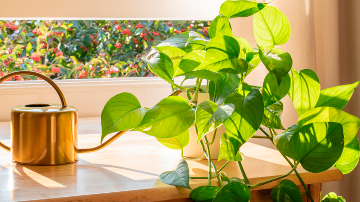 Pothos is the most pleasant plant in the world and the easiest to care for.