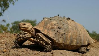 Liberaron 500 tortugas en el desierto: cinco años después, la vegetación comenzó a recuperar el terreno