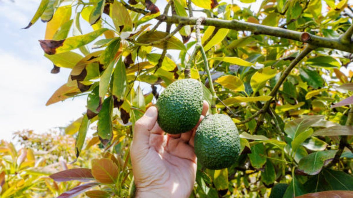 Esta es la forma de podar un árbol de palta.