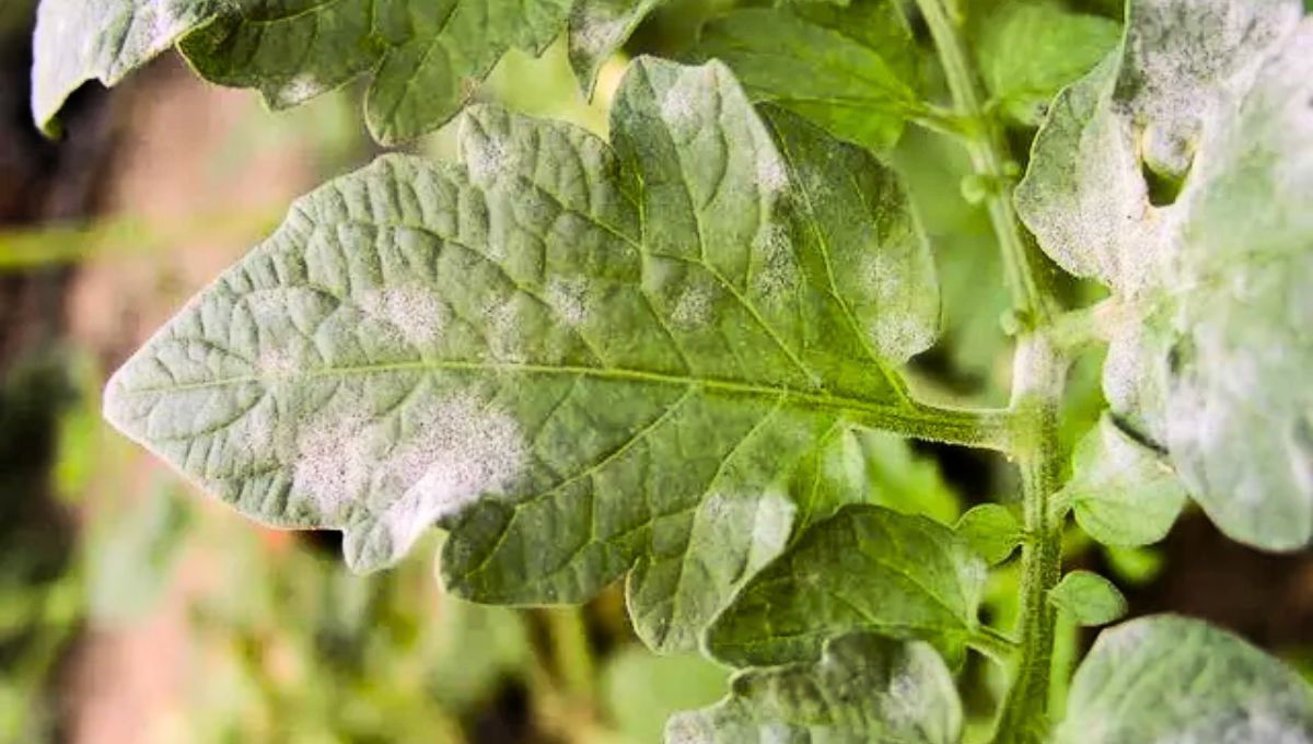 Uno de los problemas que puede presentar una planta de menta es la aparición de manchas blancas