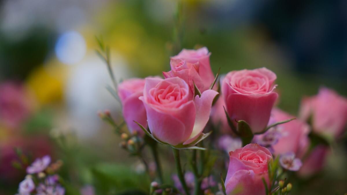 Las rosas decoran el jardín con sus flores. Las rosas decoran el jardín con sus flores.