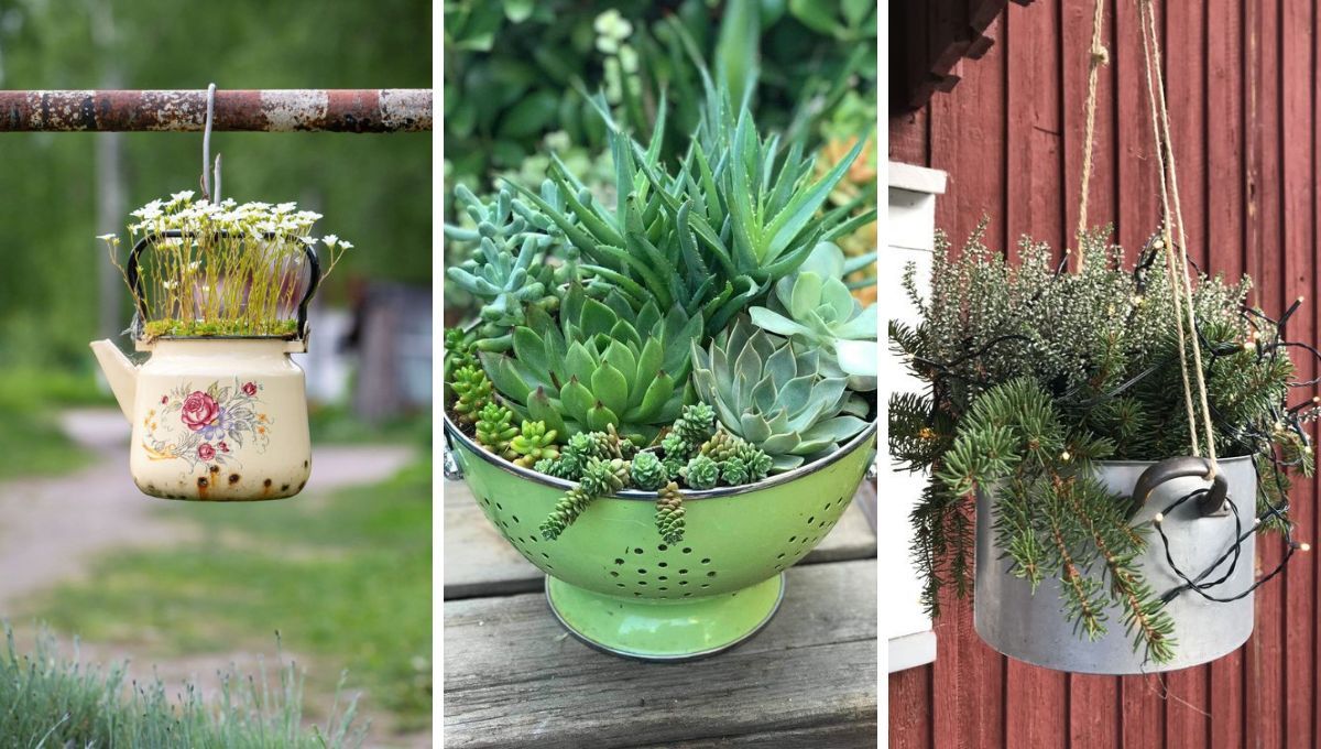 Aprovecha las ollas y cacerolas viejas para usarlas como macetas. Aprovecha las ollas y cacerolas viejas para usarlas como macetas. 