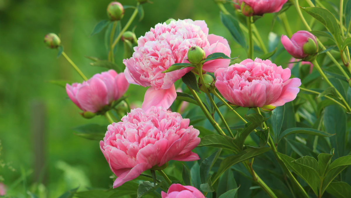 Feng Shui: qué significa que crezcan peonias en mí jardín