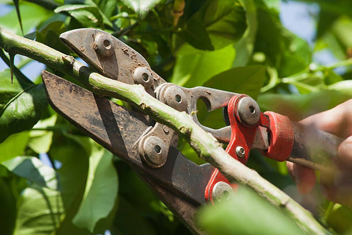 Seguí las sugerencias del calendario lunar para las tareas de jardinería de mayo. Seguí las sugerencias del calendario lunar para las tareas de jardinería de mayo.