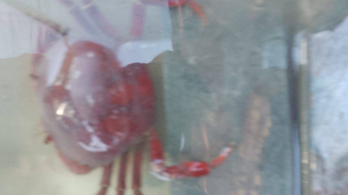 Uno de los cangrejos Goliat secuestrados por la Policía Rural. Uno de los cangrejos Goliat secuestrados por la Policía Rural.