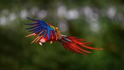 ¿Qué esperar de la cumbre de biodiversidad de este año? (Foto: Alamy)