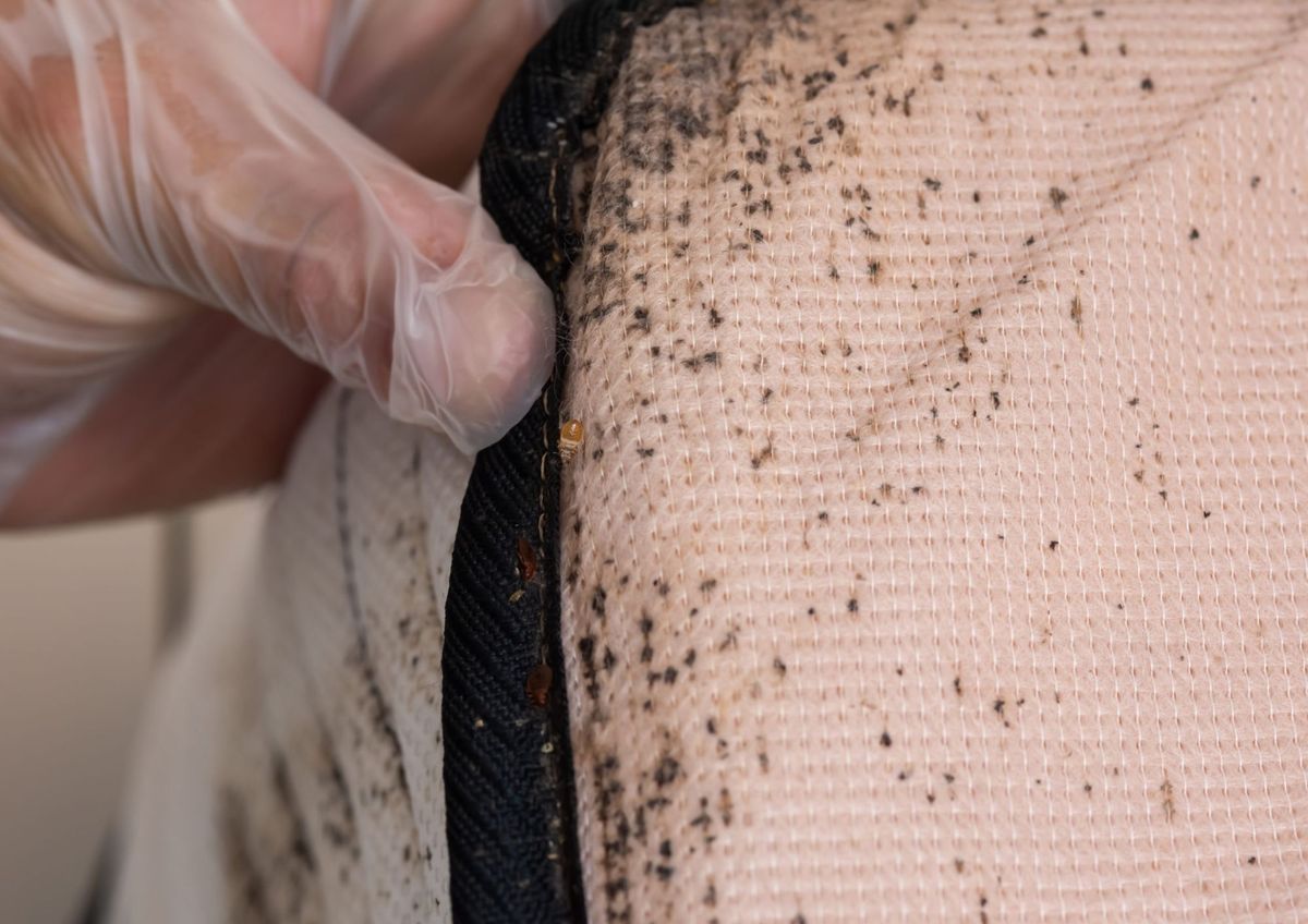 Qué insectos dejan estas marcas en la casa