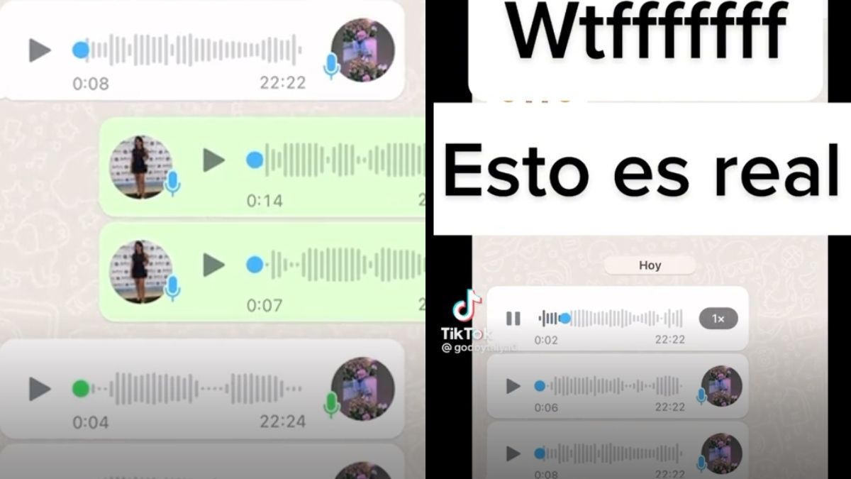 Un chat se volvió viral en Tiktok&nbsp;