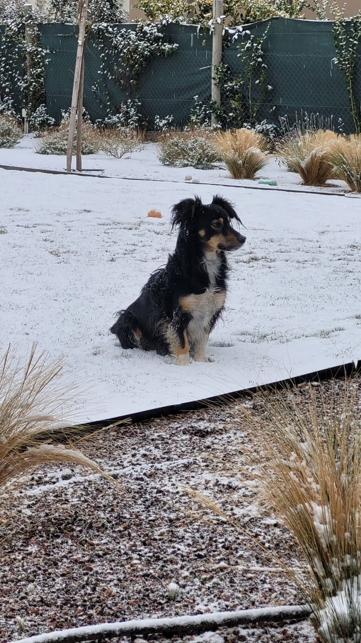 Estoico y curioso, el perro enfrenta la nevada. Estoico y curioso, el perro enfrenta la nevada.