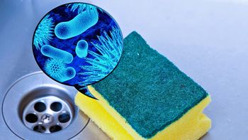 Aunque parezca limpia, tu esponja de cocina puede albergar microorganismos que contaminan todo a su paso