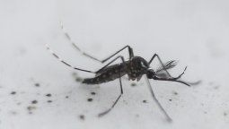 Dengue: se produjeron más de 43 mil casos en el país y hubo 10 fallecidos