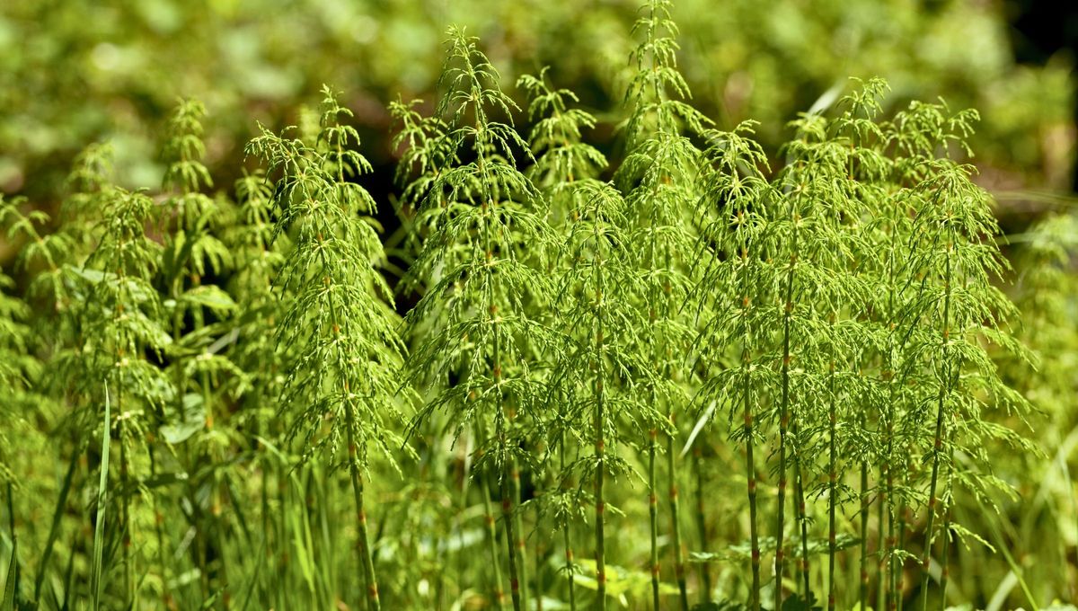 El uso tradicional de la cola de caballo se remonta a siglos atr&aacute;s, cuando era empleada como remedio natural para distintos problemas.