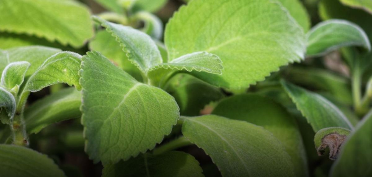 Mate rico y saludable. El boldo tiene múltiples propiedades, entre ellas te ayuda a bajar de peso. Mate rico y saludable. El boldo tiene múltiples propiedades, entre ellas te ayuda a bajar de peso. 