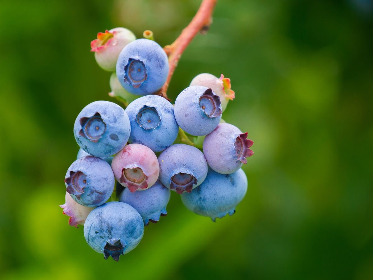 Cultiva una planta de arándanos en casa. Imagen: Pixabay
