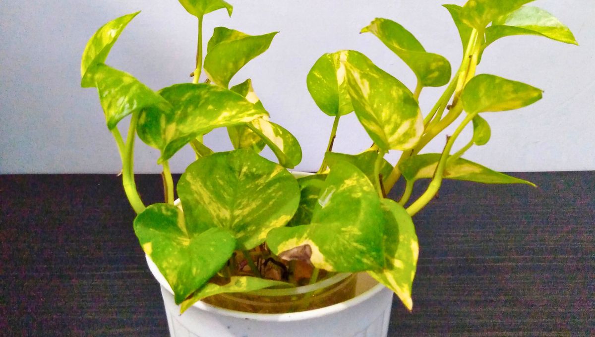 Existen algunos remedios para combatir esta plaga que se pueden conseguir en agronomías y tiendas de plantas. Existen algunos remedios para combatir esta plaga que se pueden conseguir en agronomías y tiendas de plantas. 