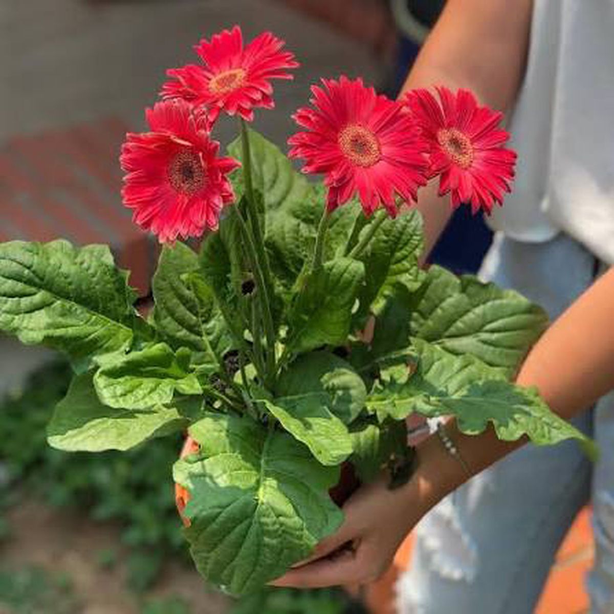 Una ventaja de la gerbera es que se puede cultivar en maceta. Una ventaja de la gerbera es que se puede cultivar en maceta. 