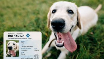 Perros y gatos con DNI: una ciudad implementó el documento para mascotas