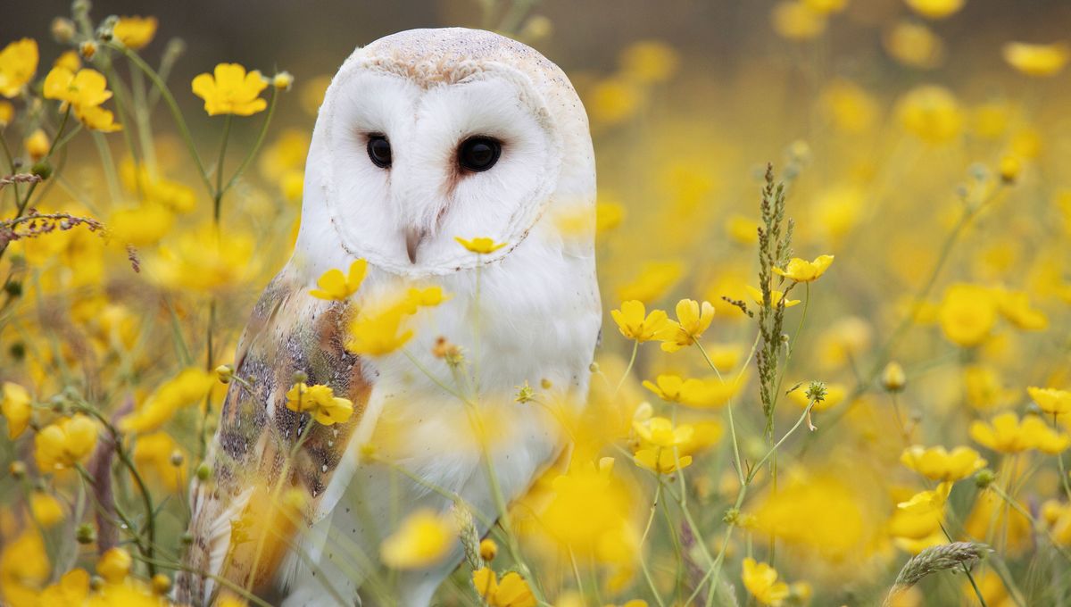 Dos animales imponentes y de mirada penetrante Dos animales imponentes y de mirada penetrante