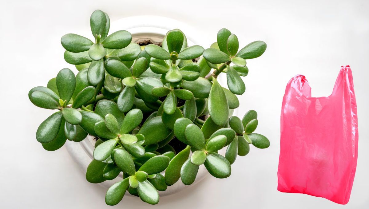 Cómo revivir un árbol de Jade usando una bolsa de plástico