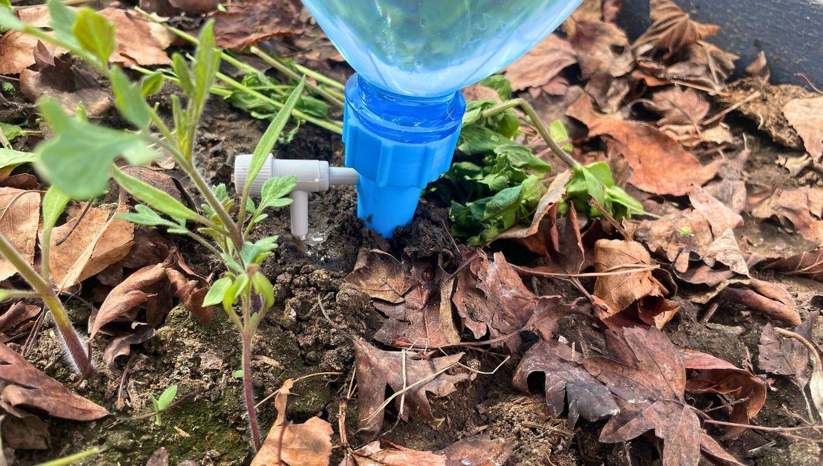 Con esta técnica, cada gota cuenta y tus plantas lo agradecerán con hojas más verdes y flores más saludables. Con esta técnica, cada gota cuenta y tus plantas lo agradecerán con hojas más verdes y flores más saludables.