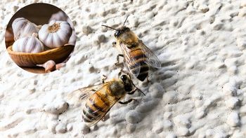 Cómo ahuyentar a las abejas de casa usando un poco de ajo: repelente casero y efectivo Cómo ahuyentar a las abejas de casa usando un poco de ajo: repelente casero y efectivo
