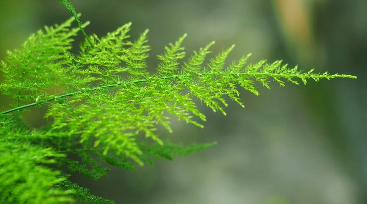 Esta planta crece como arbusto o incluso se enrieda en diferentes soportes. Imagen: Freepik.
