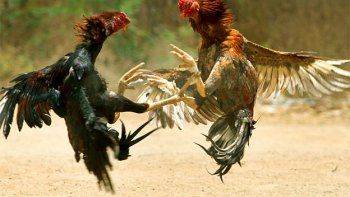 Cerca del 2016 y todavía hay países con peleas de gallos