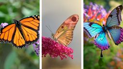 Test de personalidad: elige una mariposa y descubre cómo te ven los demás